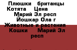 Плюшки - британцы. Котята. › Цена ­ 2 500 - Марий Эл респ., Йошкар-Ола г. Животные и растения » Кошки   . Марий Эл респ.